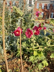 Alcea rosea