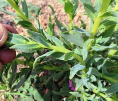 Lobostemon hottentoticus