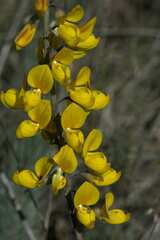 Calobota
