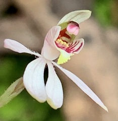 Caladenia pusilla