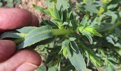 Lobostemon hottentoticus