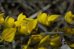 Calobota