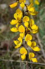 Calobota