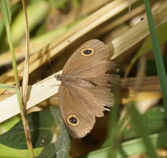 Ypthima arctous