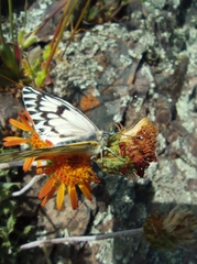 Tatochila mercedis mercedis