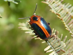 Calomela curtisi