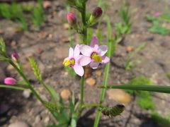 Ixia scillaris