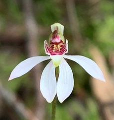 Caladenia pusilla