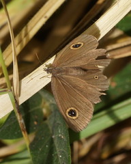 Ypthima arctous