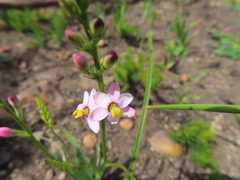 Ixia scillaris