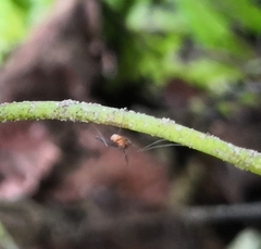 Diptera