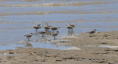Calidris tenuirostris