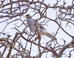 Melierax poliopterus