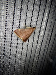 Hypsopygia pelasgalis