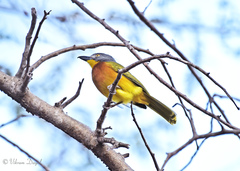 Malaconotus blanchoti