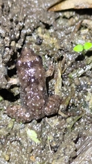 Limnonectes fujianensis