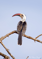 Tockus erythrorhynchus