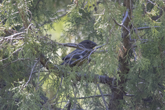 Mycerobas carnipes