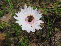 Monsonia speciosa