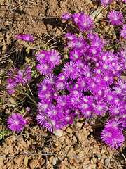 Drosanthemum