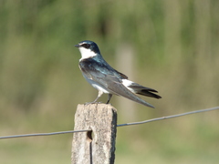 Tachycineta leucorrhoa