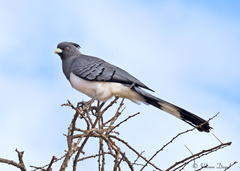 Corythaixoides leucogaster