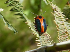 Calomela curtisi