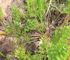 Monsonia speciosa