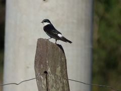 Tachycineta leucorrhoa