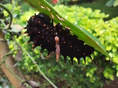 Troides minos