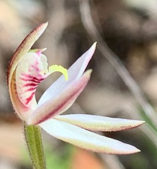 Caladenia pusilla