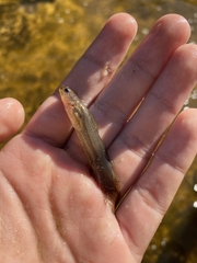 Noturus leptacanthus