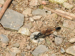 Ammophila urnaria
