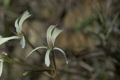Pelargonium alchemilloides