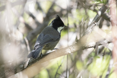 Periparus rufonuchalis