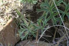 Pelargonium alchemilloides