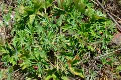 Pelargonium alchemilloides