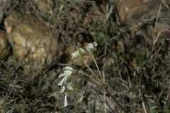 Pelargonium alchemilloides