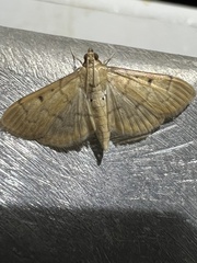 Herpetogramma bipunctalis