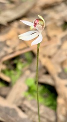 Caladenia pusilla