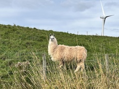 Lama