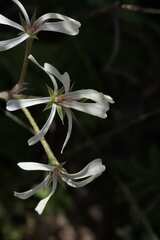 Pelargonium alchemilloides