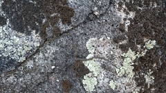 Hemorrhois hippocrepis