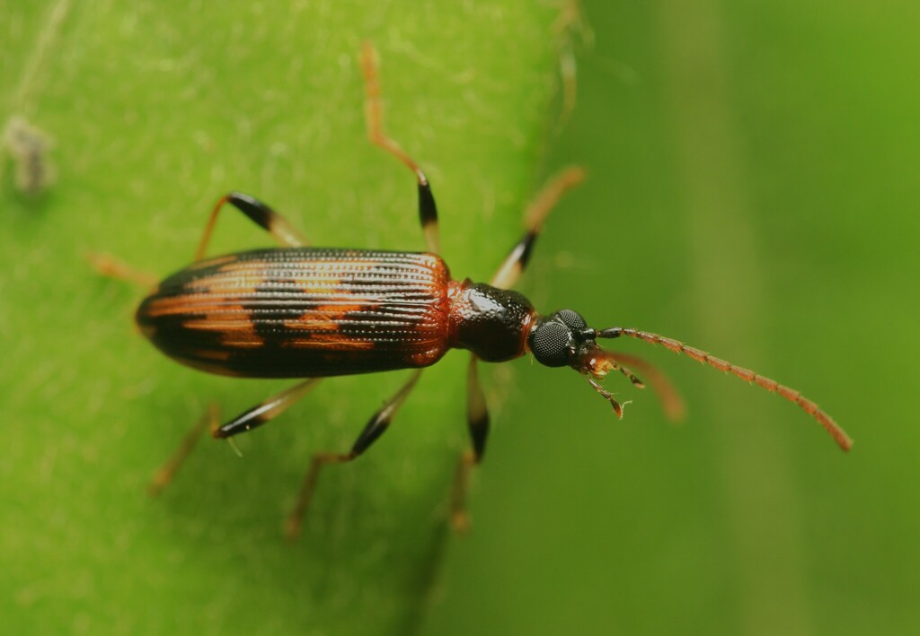 Soorabi Insect Sora lawrencei from Gulngai QLD 4856, Australia on September 30, 2022 ...