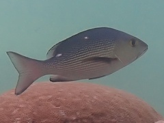 Lutjanus bohar
