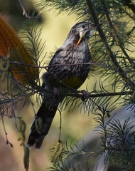 Anthochaera paradoxa