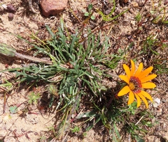 Gazania ciliaris