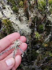 Usnea barbata