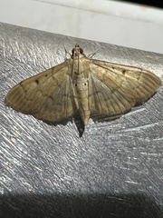 Herpetogramma bipunctalis