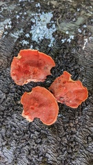 Trametes coccinea